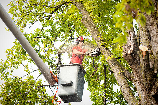 Seasonal Cleanup (Spring/Fall) in Ladd, IL