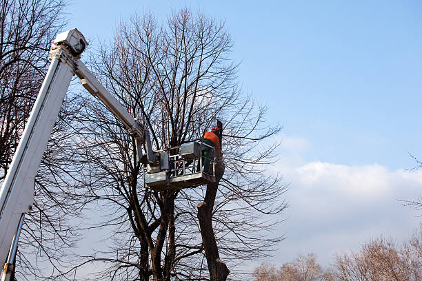 Tree and Shrub Care in Ladd, IL