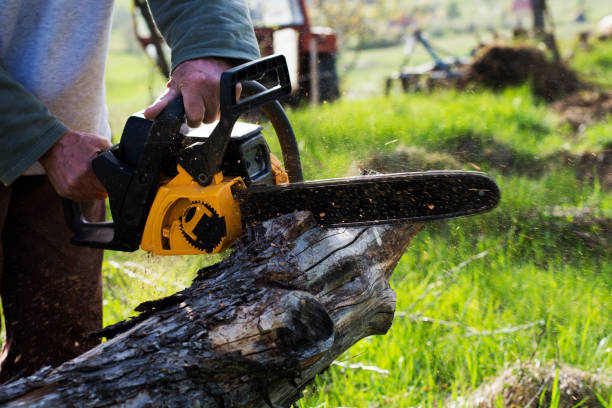 How Our Tree Care Process Works  in  Ladd, IL